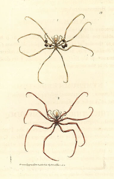 Sea spiders, Nymphon gracile, Nymphon hirtum