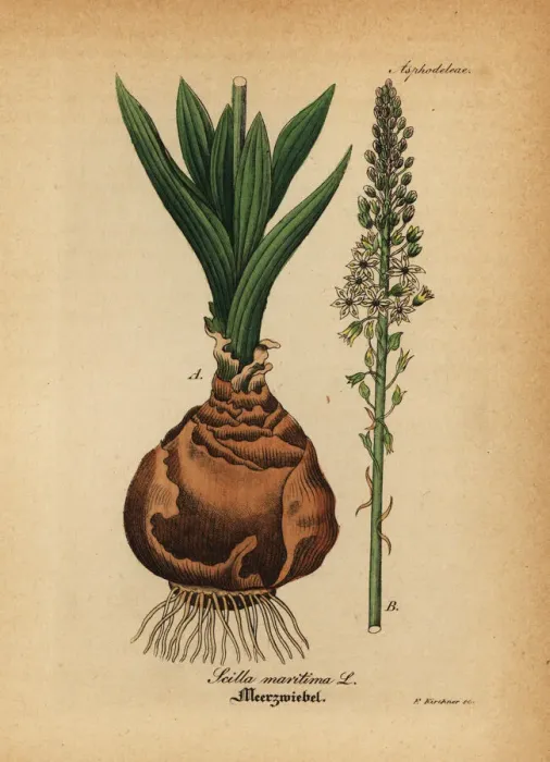 Framed Print : Sea squill, Drimia maritima Framed Print : Sea squill, Drimia maritima