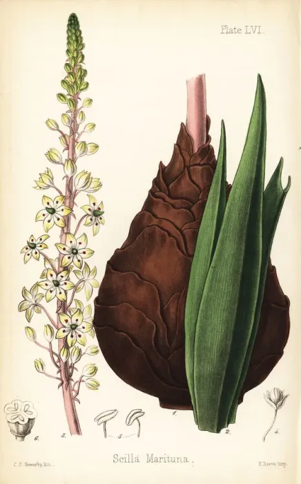 Framed Print : Sea squill, Drimia maritima Framed Print : Sea squill, Drimia maritima
