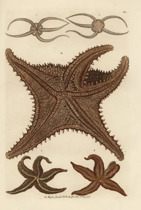 Framed Print : Sea star species Framed Print : Sea star species