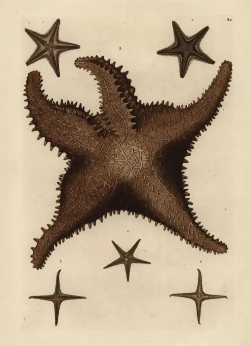 Framed Print : Sea star species Framed Print : Sea star species