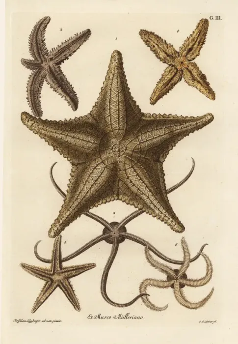 Framed Print : Sea star species Framed Print : Sea star species