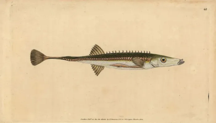 Framed Print : Sea stickleback, Spinachia spinachia Framed Print : Sea stickleback, Spinachia spinachia
