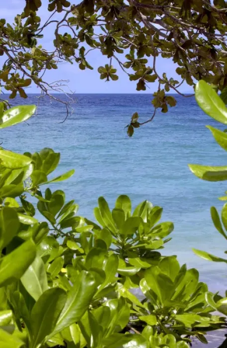 Framed Print : Sea at Tioman Island at high tide -seen through Framed Print : Sea at Tioman Island at high tide -seen through