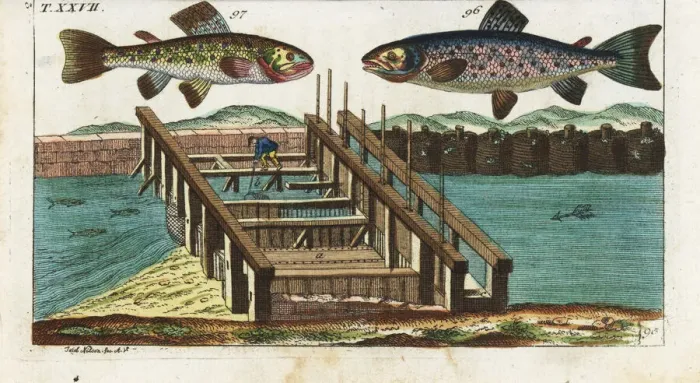 Framed Print : Sea trout, brown trout, and fishing method Framed Print : Sea trout, brown trout, and fishing method