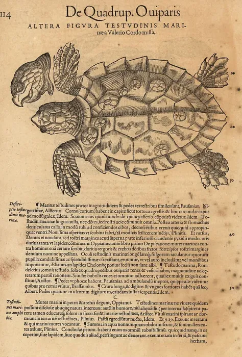 Framed Print : Sea turtle, possibly the endangered green sea turtle Framed Print : Sea turtle, possibly the endangered green sea turtle