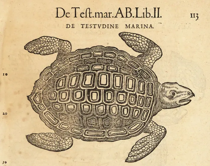 Framed Print : Sea turtle, possibly the loggerhead sea turtle Framed Print : Sea turtle, possibly the loggerhead sea turtle