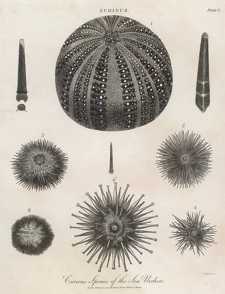 Sea Urchins 1803. A variety of sea urchins