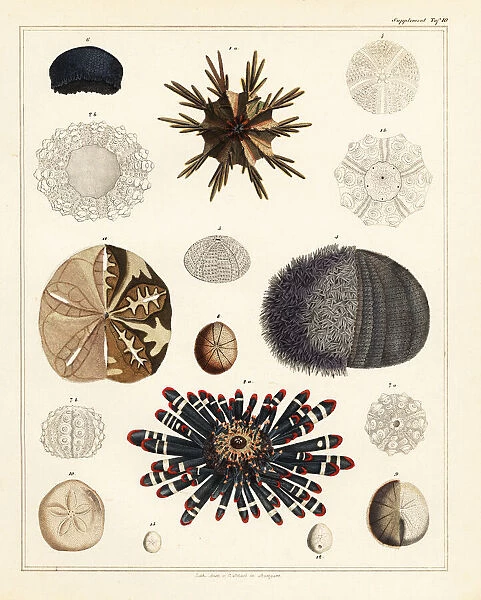 Sea urchins including edible sea urchin, Echinus esculentus