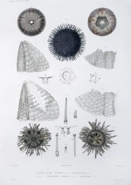 Framed Print : Sea urchins Framed Print : Sea urchins