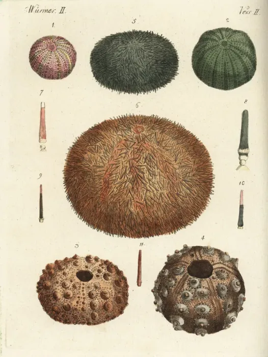Framed Print : Sea urchins and spines Framed Print : Sea urchins and spines