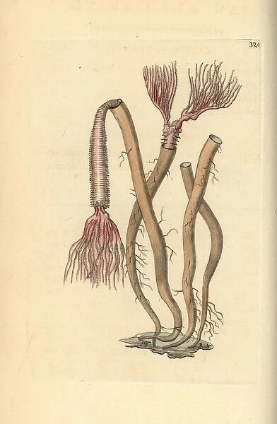 Sea worm, Amphitrite ventilabrum