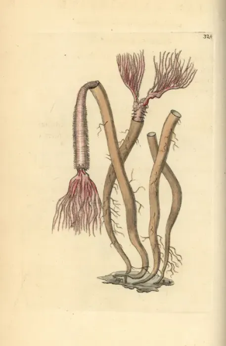 Framed Print : Sea worm, Amphitrite ventilabrum Framed Print : Sea worm, Amphitrite ventilabrum
