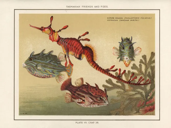 Framed Print : Seadragon and striped cowfish Framed Print : Seadragon and striped cowfish