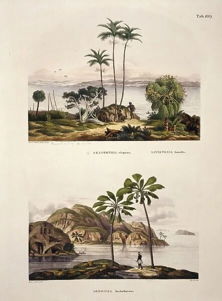 Seaforth elegans & Lodoicea sechallarum, palm trees