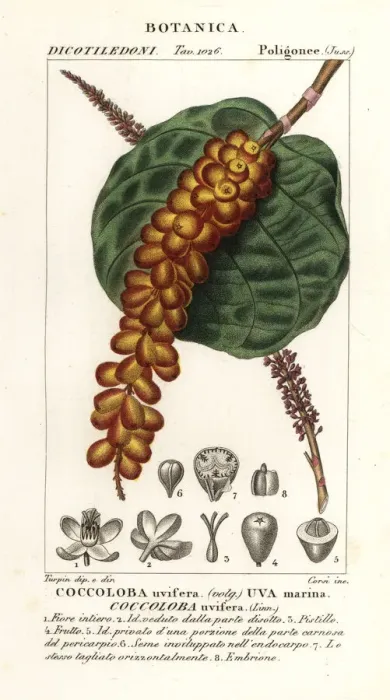 Framed Print : Seagrape or baygrape, Coccoloba uvifera Framed Print : Seagrape or baygrape, Coccoloba uvifera