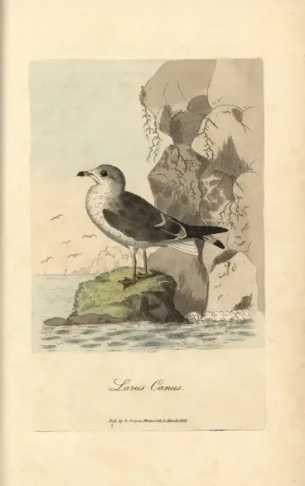 Framed Print : Seagull, common gull, Larus canus Framed Print : Seagull, common gull, Larus canus