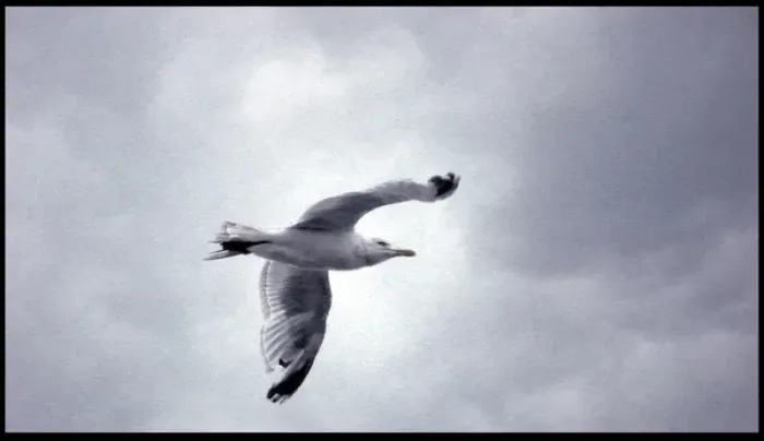 Framed Print : Seagull in flight Framed Print : Seagull in flight