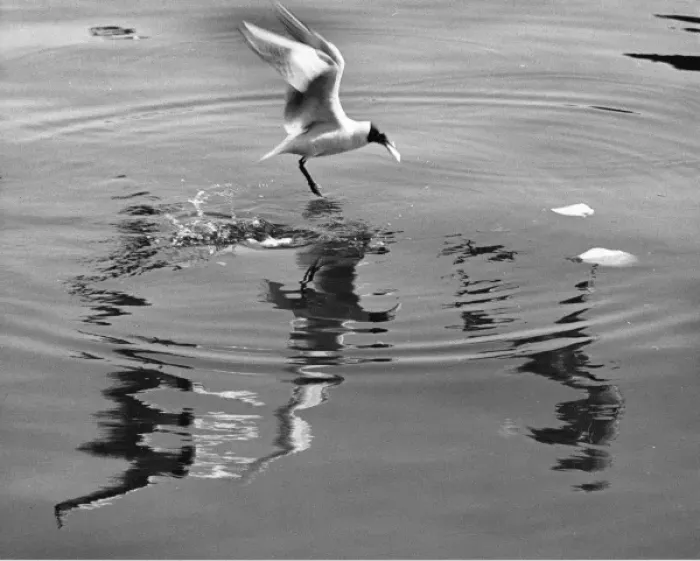 Framed Print : Seagull landing on water Framed Print : Seagull landing on water