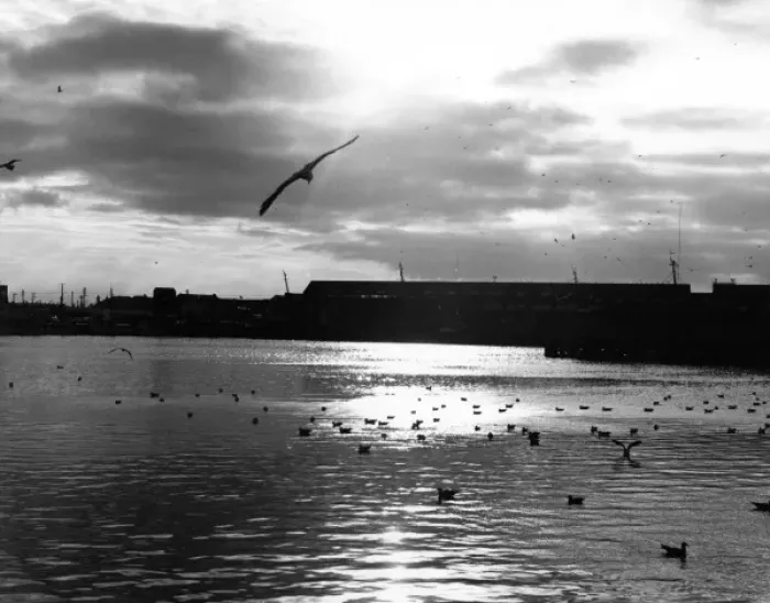 Framed Print : Seagulls a the Docks Framed Print : Seagulls a the Docks