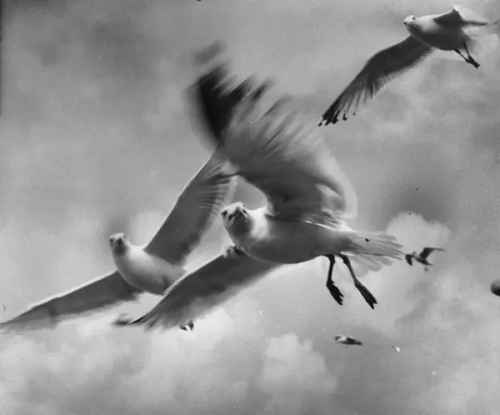 Framed Print : Seagulls in flight Framed Print : Seagulls in flight