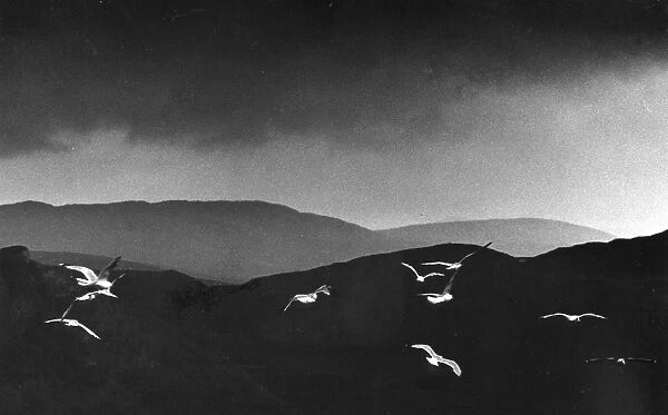 Seagulls flying across a dark landscape