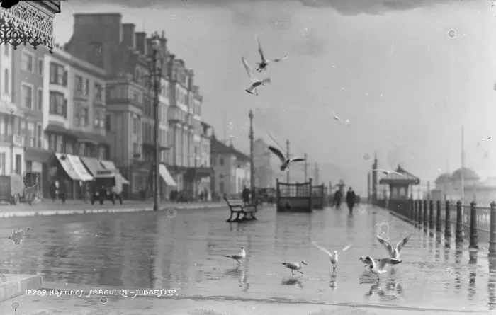 Framed Print : Seagulls at Hastings Seafront Framed Print : Seagulls at Hastings Seafront
