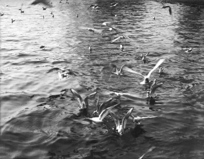 Framed Print : The Seagulls have Landed Framed Print : The Seagulls have Landed