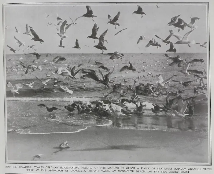 Framed Print : Seagulls, New Jersey coast Framed Print : Seagulls, New Jersey coast
