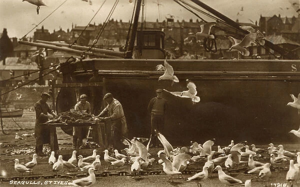 Seagulls - St. Ives Harbour, Cornwall - Fishermen and catch