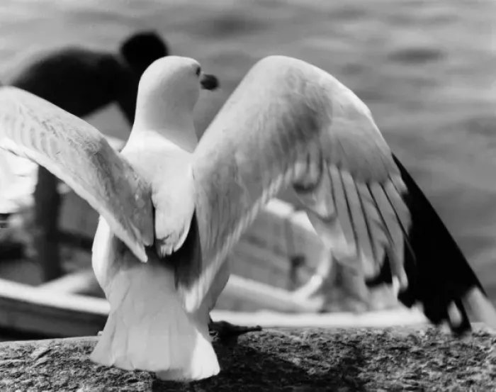 Framed Print : Seagulls Wings Framed Print : Seagulls Wings