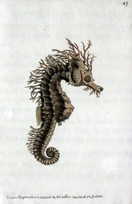 Framed Print : Seahorse from The zoological miscellany Source Framed Print : Seahorse from The zoological miscellany Source