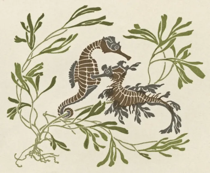 Framed Print : Two seahorses with seaweed Framed Print : Two seahorses with seaweed