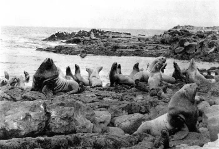 Framed Print : Seal Colony Framed Print : Seal Colony