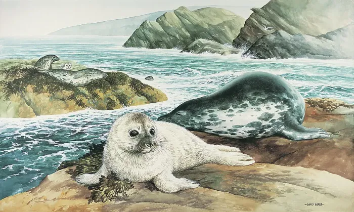 Framed Print : Seal by David Parry Framed Print : Seal by David Parry