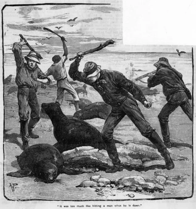 Framed Print : Seal Slaughter Framed Print : Seal Slaughter