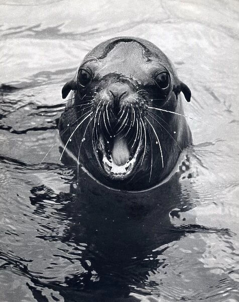 Seal in water with its mouth open