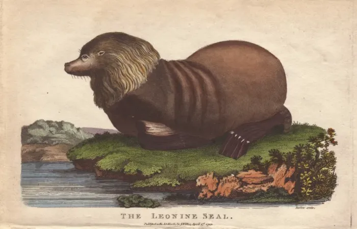 Framed Print : Sealion, Otaria flavescens Framed Print : Sealion, Otaria flavescens