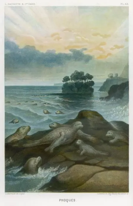 Framed Print : Seals on Rock 1865 Framed Print : Seals on Rock 1865