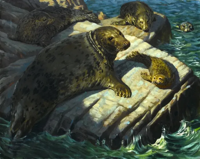 Framed Print : Seals on a rock Framed Print : Seals on a rock