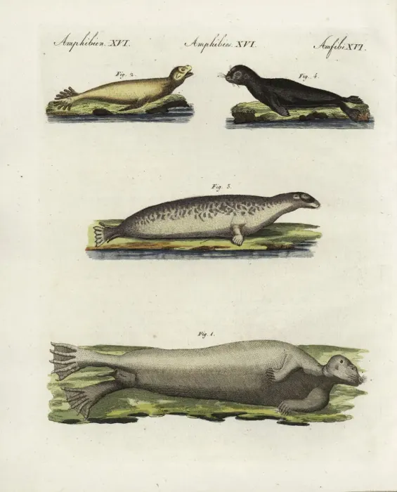 Framed Print : Seals and sealions Framed Print : Seals and sealions