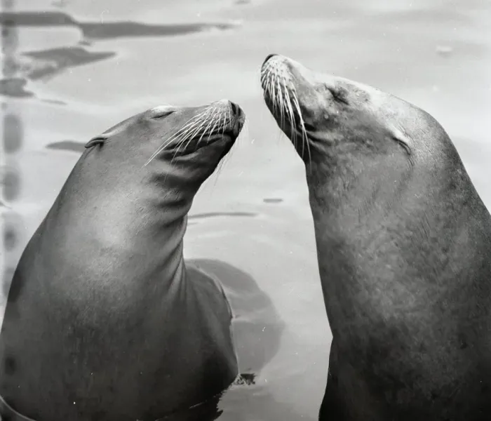 Framed Print : Two seals at the zoo Framed Print : Two seals at the zoo
