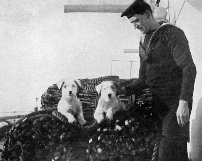 Framed Print : Two sealyham dogs on the deck of a ship during WW1 Framed Print : Two sealyham dogs on the deck of a ship during WW1