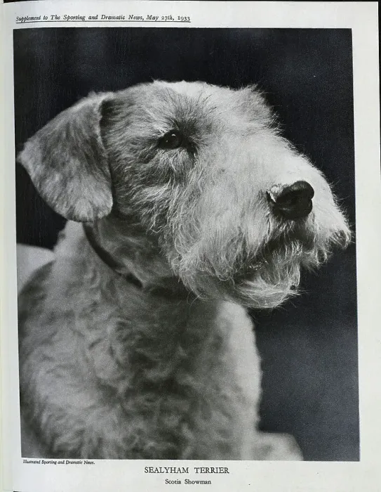 Framed Print : Sealyham Terrier Framed Print : Sealyham Terrier