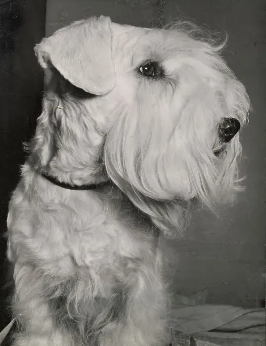 Framed Print : Sealyham Terrier Framed Print : Sealyham Terrier