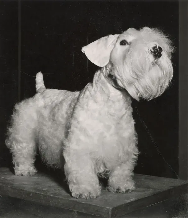 Framed Print : Sealyham Terrier Framed Print : Sealyham Terrier