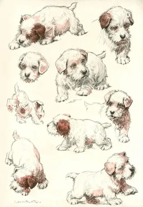 Framed Print : Sealyham Terrier Puppies Framed Print : Sealyham Terrier Puppies