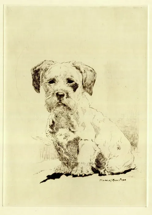 Framed Print : Sealyham terrier puppy by Harry Rountree Framed Print : Sealyham terrier puppy by Harry Rountree