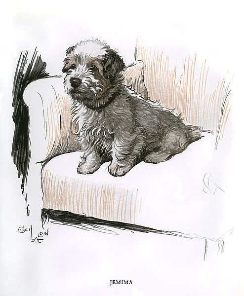 Sealyham terrier sitting in an armchair
