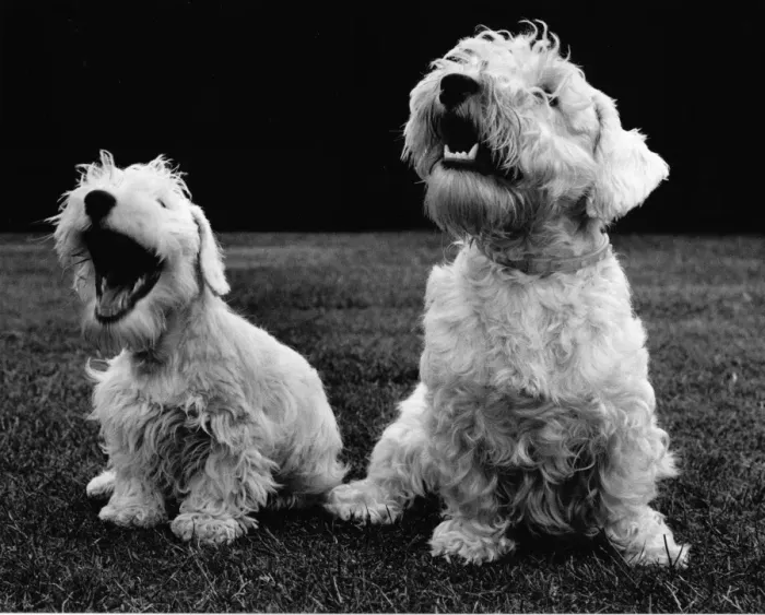 Framed Print : Two Sealyham terriers, one of them yawning Framed Print : Two Sealyham terriers, one of them yawning